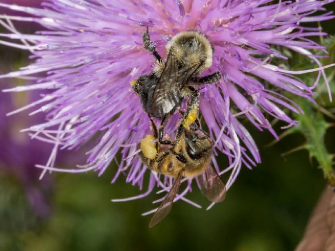 Bal Arılarının Yaban Arıları Üzerindeki Potansiyel Etkileri