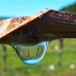 KAPLI BİTKİLERDE SAKSI DEĞİŞTİRME