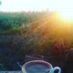 Kayıp Bitki Silphium