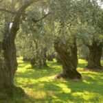 Ekofest’in Ardından Şerbetinin Tadından