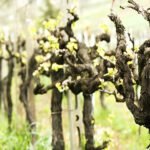 Şarabı Mutfağında Tatmak