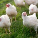 Gözden Kaçan Konu: Çiftçi Hakkı