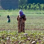 Zararlılarla Savaşta Kullanılması Gereken En Son Mücadele Yöntemi Kimyasal Mücadeledir