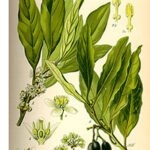 Priorat Şarapçılığı ve René Barbier