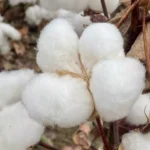 Geleceğin Mesleği Tarım ve Gıda Casusluğu ve Tarımsal İstihbarat Uzmanlığı