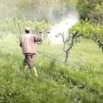 Dal Kanseri Ve Halkalı Leke İle Mücadele
