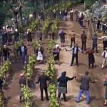 Zeytin Halkalı Leke Hastalığı