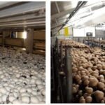 Patates Tarımı ve Ekonomisi