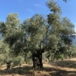 Duygular – I
