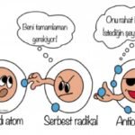 Zeytin Bakım Takvimi: Temmuz 2021