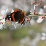 İskeçe Karnavalı – Yunan & Türk Zeytinciliği