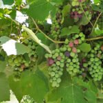 GELECEK 50 YILDA HAYVANSAL PROTEİN İHTİYACIMIZI KARŞILAYABİLECEK MİYİZ?