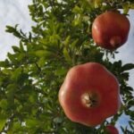 Paris … Kulağınıza Fısıldadığında Hayatı Pembe Gördüğünüz Şehir !