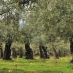 Zeytin Takvimi: Eylül 2020