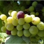 Anıt Ağaçlar (Zeytin)