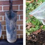 Asmalarda Fungal Gövde Hastalıkları