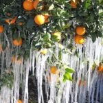 KAPLI BİTKİLERDE SAKSI DEĞİŞTİRME
