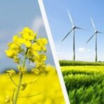Zeytinyağı İhracatını Yeniden Ele Alalım Mı?