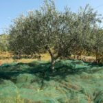Zeytinden Mutluluk Hapı Olur Mu? – Zeytinyağı Okuryazarlığı