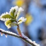 Zeytin: Bütün Ağaçların İlki